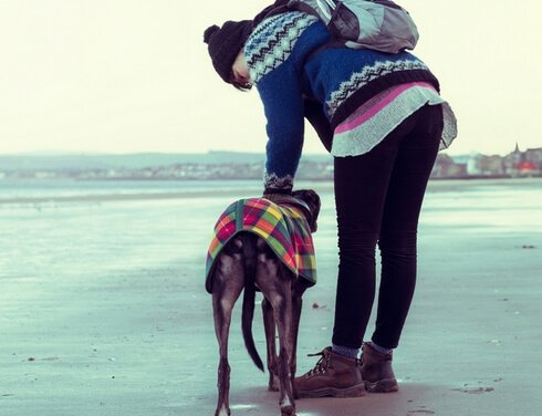 walk with dogs-Pet health animal hospital