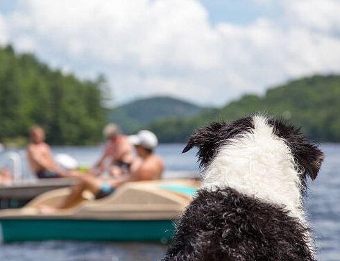 dog on the river- Pet health animal hospital