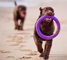Laser Therapy-Pet health animal hospital