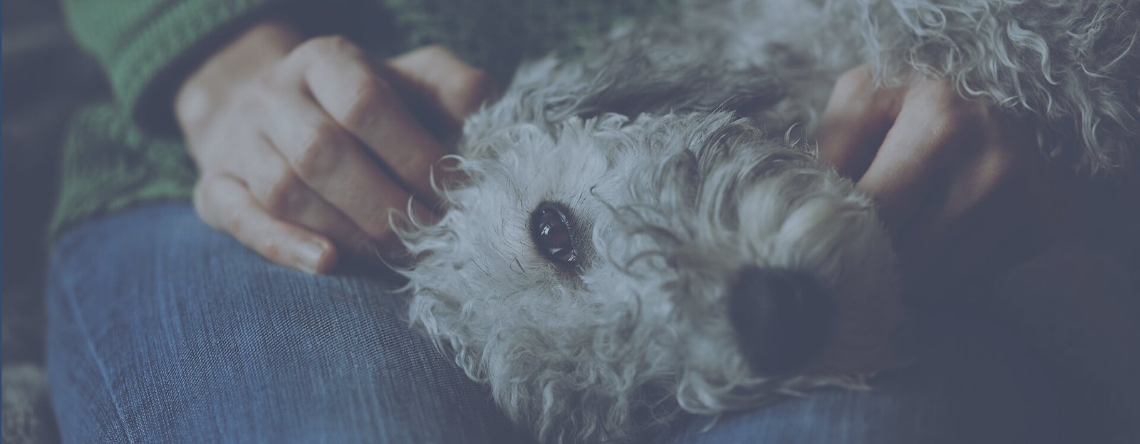 Contact Pet Health