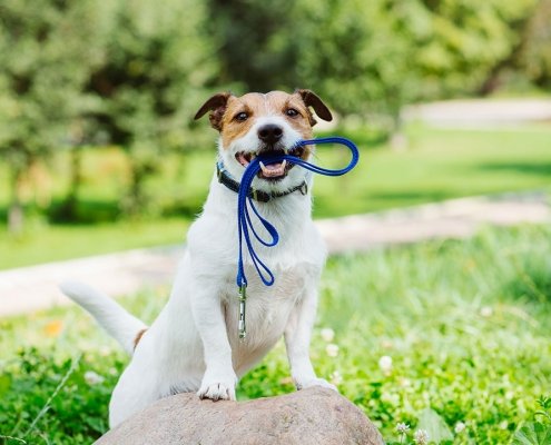 dog vaccinations