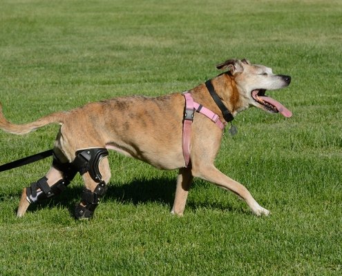 When Is Surgery Needed for a Cruciate Tear in a Dog