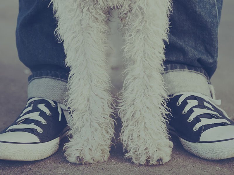 mobile banner -pethealth