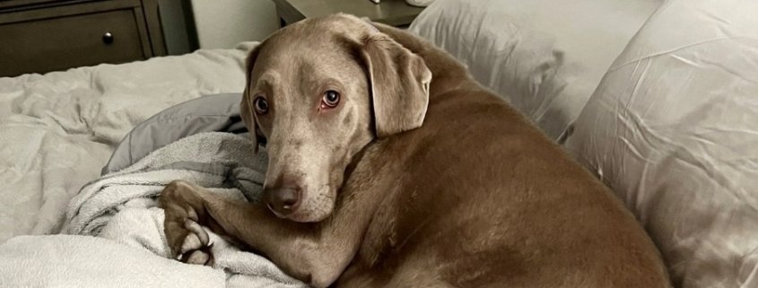 Pet Health Spotlight