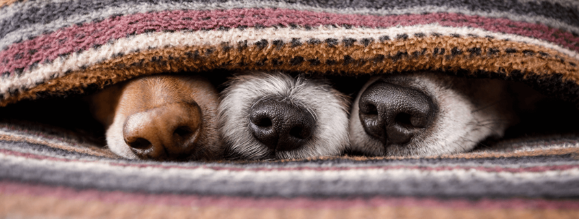 fear free veterinary visit