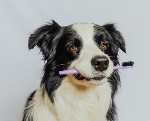 Cute smart funny puppy dog