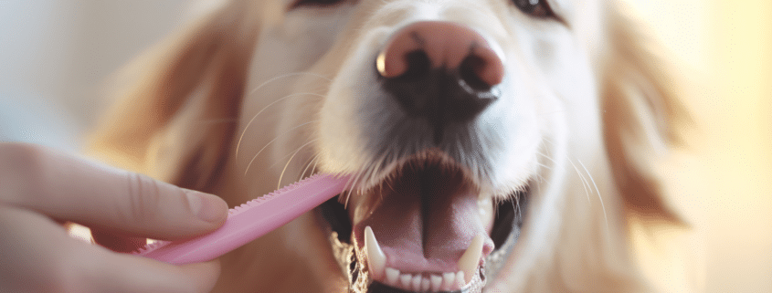 The Importance of Brushing Your Pet's Teeth