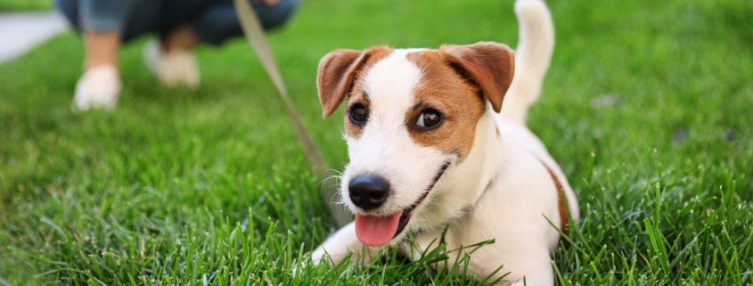 Spring into Action: Battling Atopic Dermatitis (Allergies) with a Spring in Your Step!