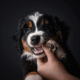 Navigating Puppy Biting: Tips for Pet Parents
