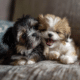 Puppy Vaccine Vigilance: Understanding Puppy's Immunization Schedule