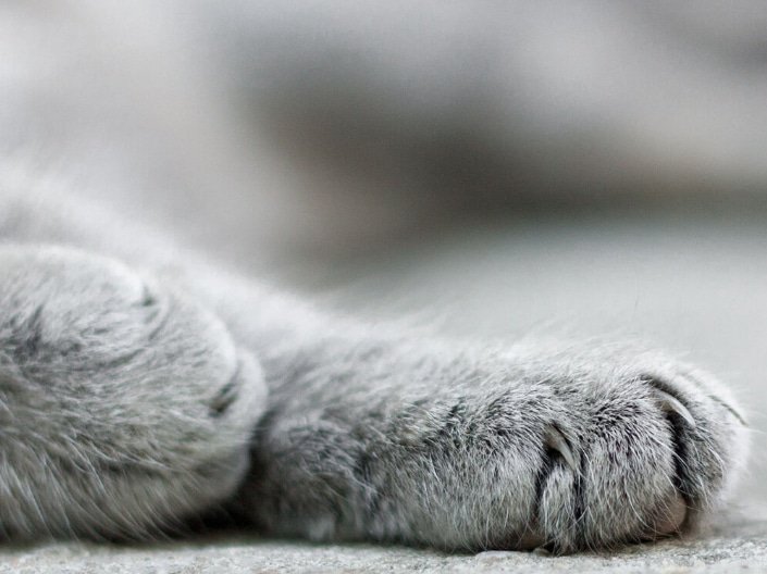 cat slider