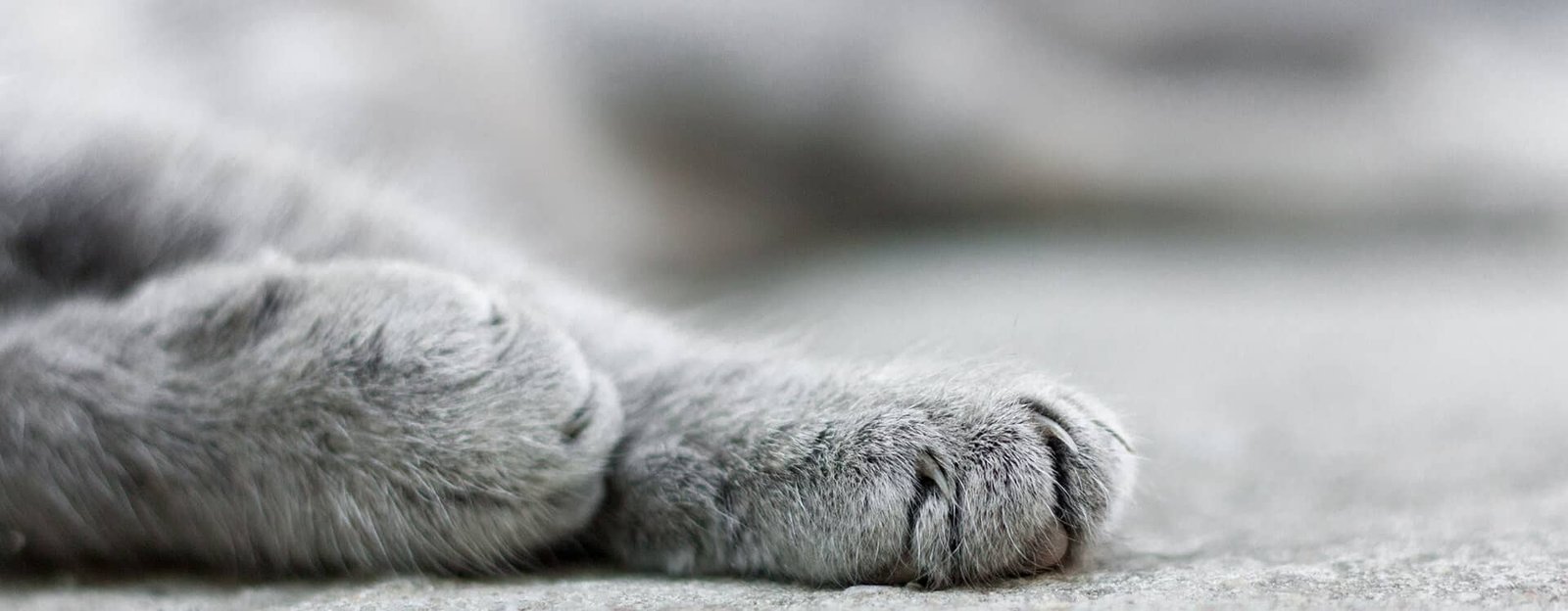 cat-slider