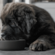 Demystifying Grain-Free Diets: Separating Fact from Fiction