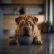 The Truth: Dr. B's Guide to Pet Food Myths Revealed!