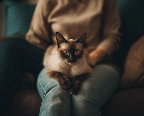 Paws and Claws on the Go: Dr. B's Fear-Free Travel Tips for Cats!