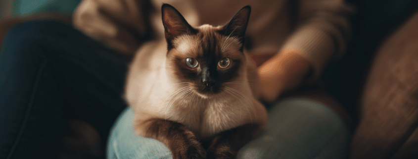 Paws and Claws on the Go: Dr. B's Fear-Free Travel Tips for Cats!