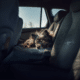 Car Travel Tips Dogs
