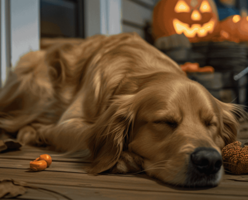Protecting Your Pets on Halloween