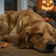 Protecting Your Pets on Halloween