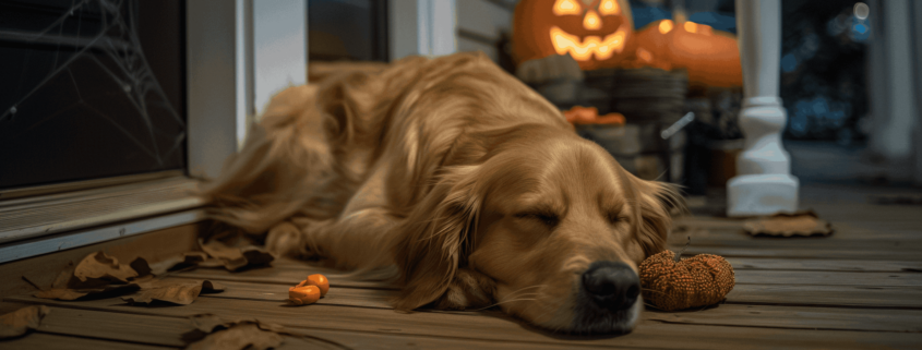 Protecting Your Pets on Halloween