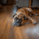 My Pet Has a Lump - Header_11zon
