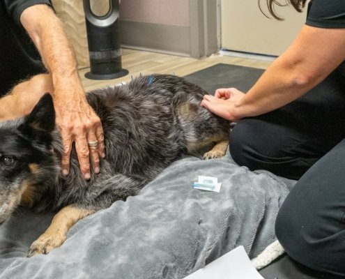 Acupuncture for Pets