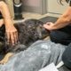 Acupuncture for Pets