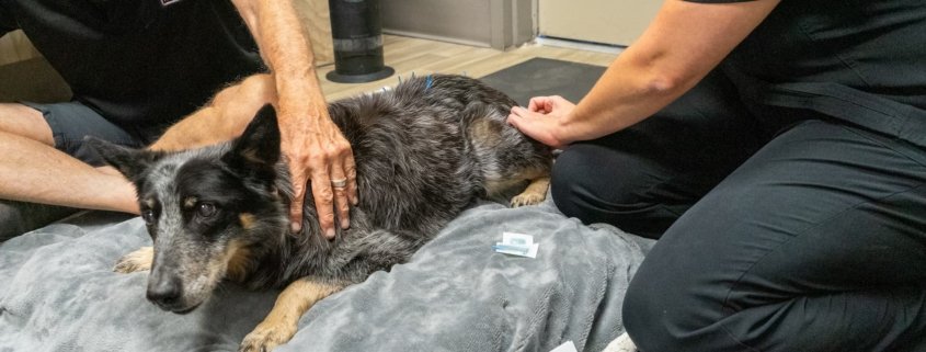 Acupuncture for Pets