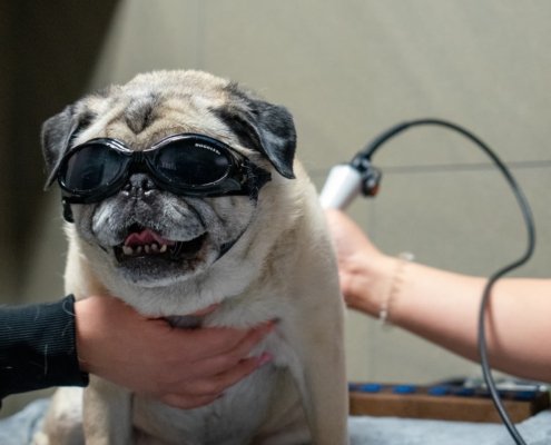 Pugg Laser Therapy