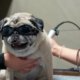 Pugg Laser Therapy