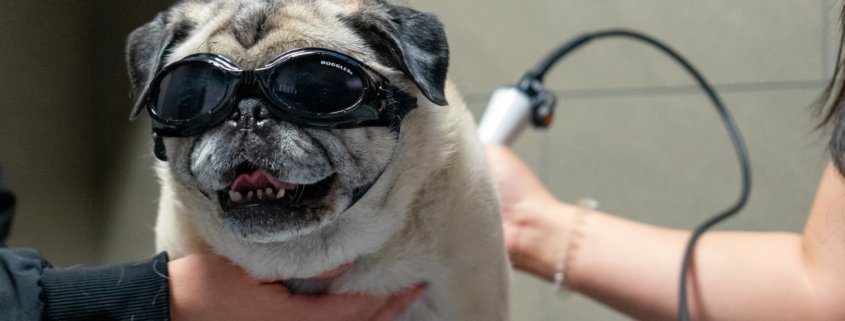 Pugg Laser Therapy