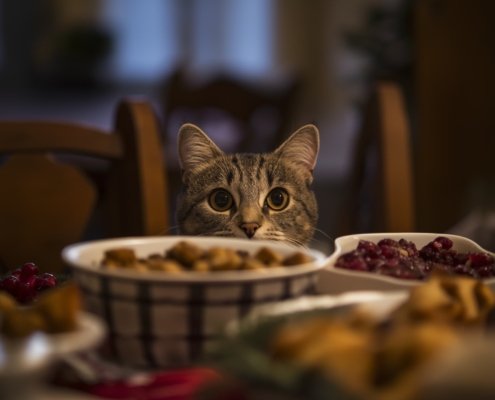 Thanksgiving Header