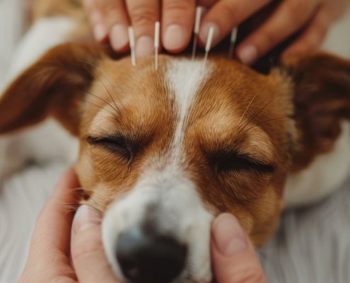 zy scene with a small dog receiving acupuncture treatment, eyes closed in comfort and relaxation.